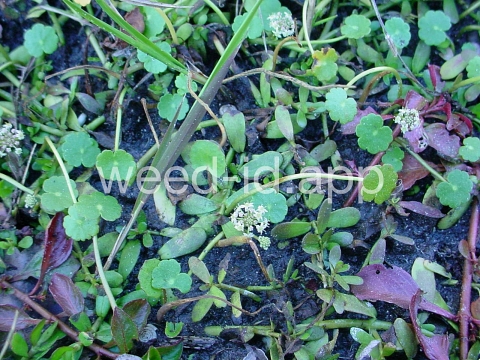 pennywort, whorled